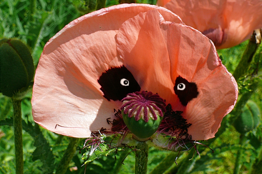 Kreativer Mohn