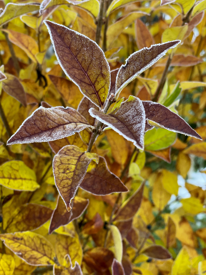 kreatives seitens Väterchen Frost 