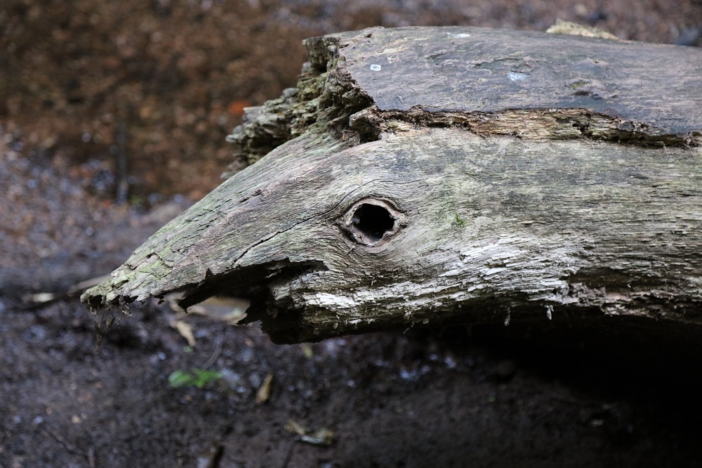 Kreatur der Drachenschlucht