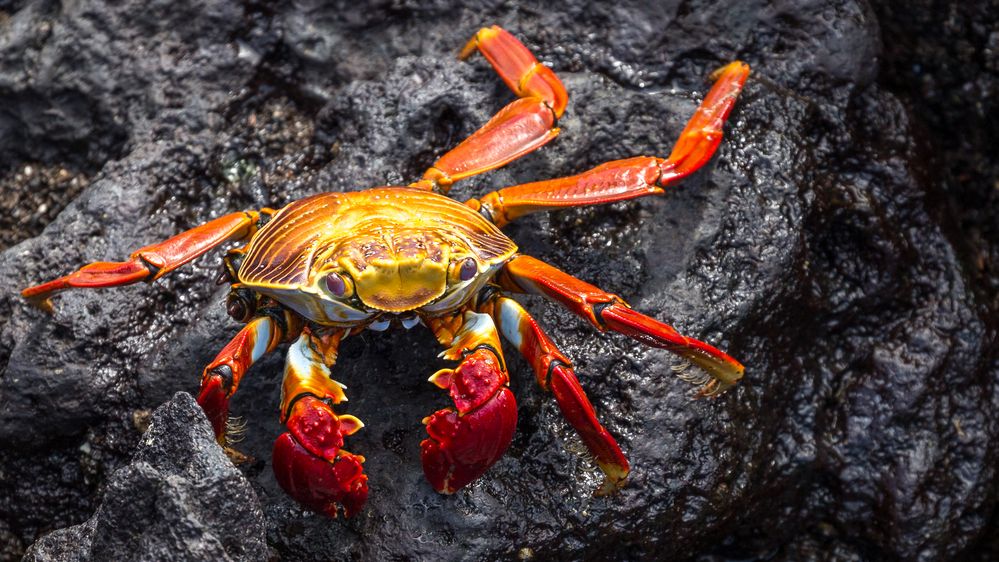 Krebs Foto & Bild tiere, wildlife, krebse Bilder auf