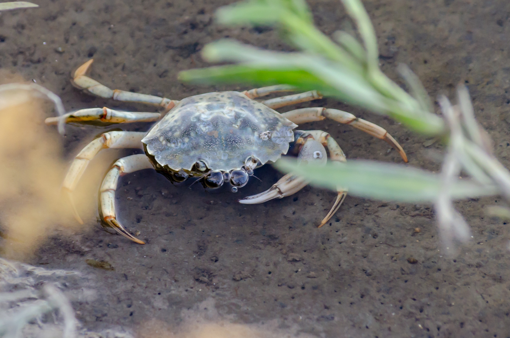 Krebs Foto Bild Tiere Wildlife Krebse Bilder Auf Fotocommunity
