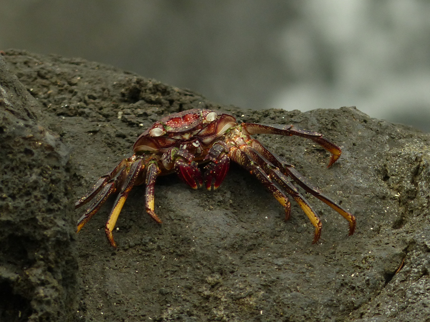 Krebs Foto Bild Natur Tiere Wildlife Bilder Auf Fotocommunity