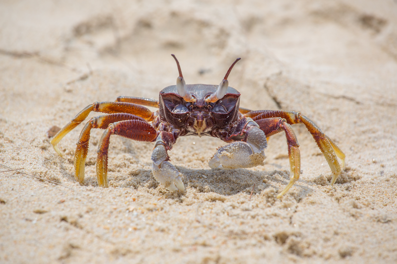 Krebs am Strand 1