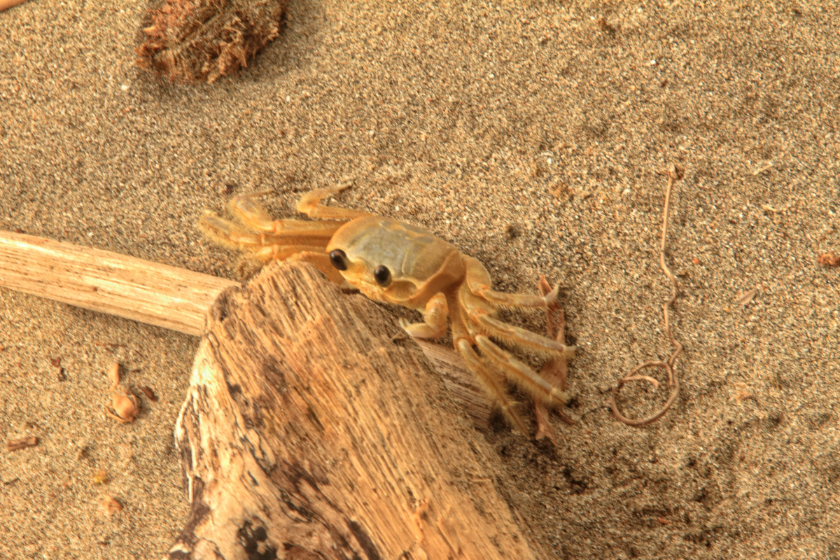 Krebs am Strand