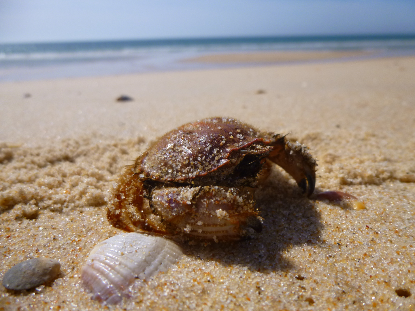 Krebs am Strand in Faro