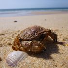 Krebs am Strand in Faro