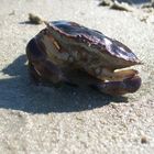 Krebs am Strand von Sint Maartenszee