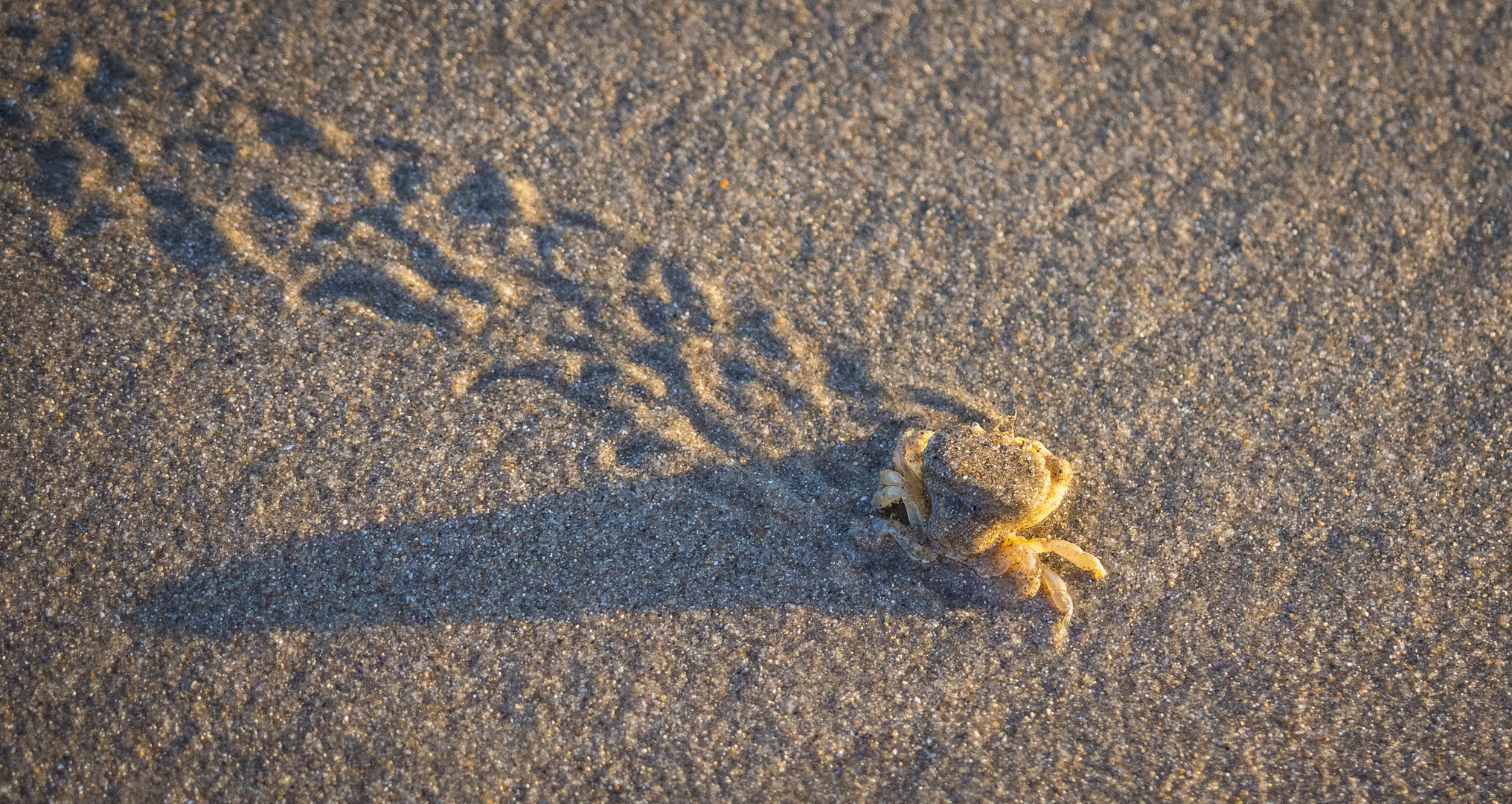 Krebs auf der Flucht