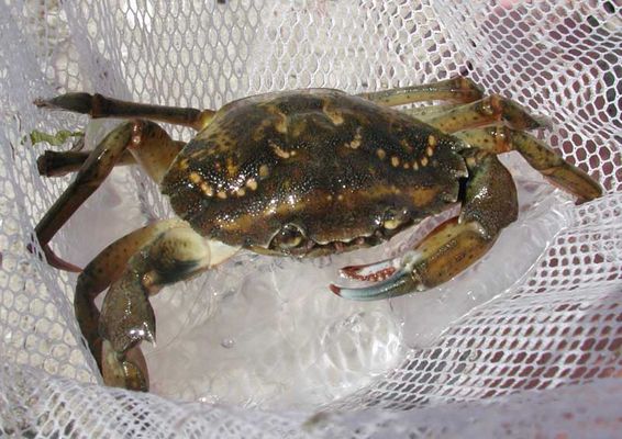 Krebs auf Fehmarn 08-2003