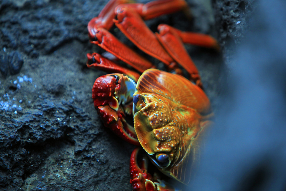 Krebs auf Galapagos