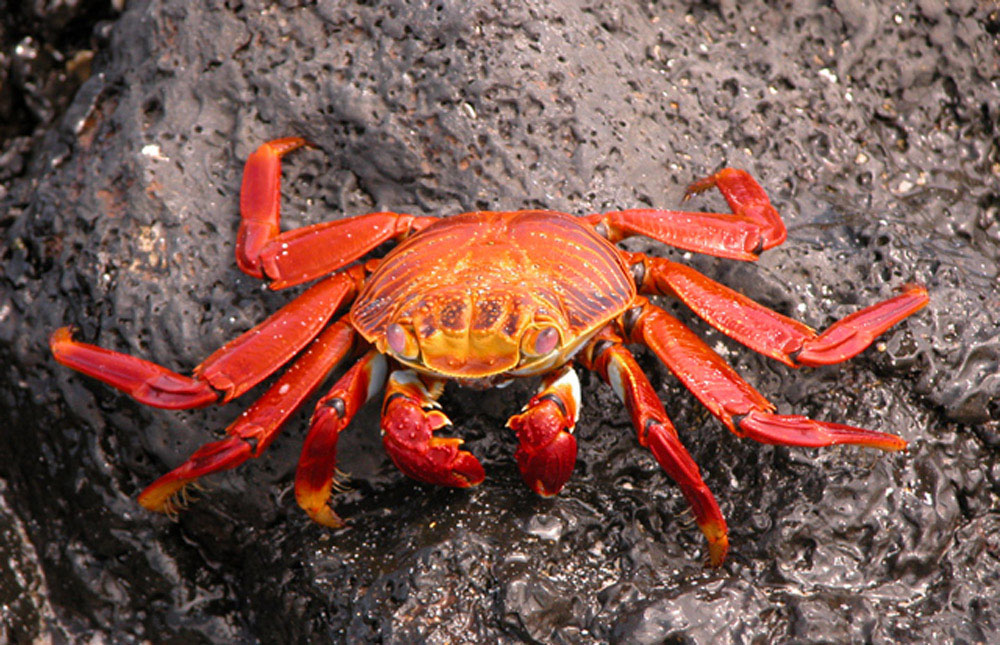 Krebs, aufgenommen auf Galapagos Foto & Bild tiere, wildlife, krebse