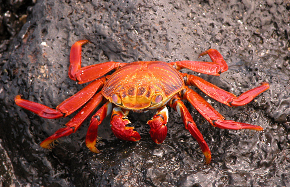 Krebs, aufgenommen auf Galapagos