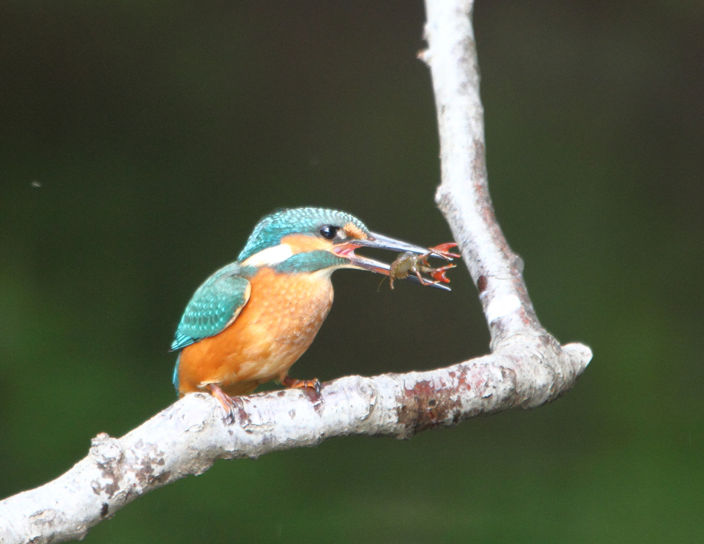 Krebs bucht Bach-Rundflug !!