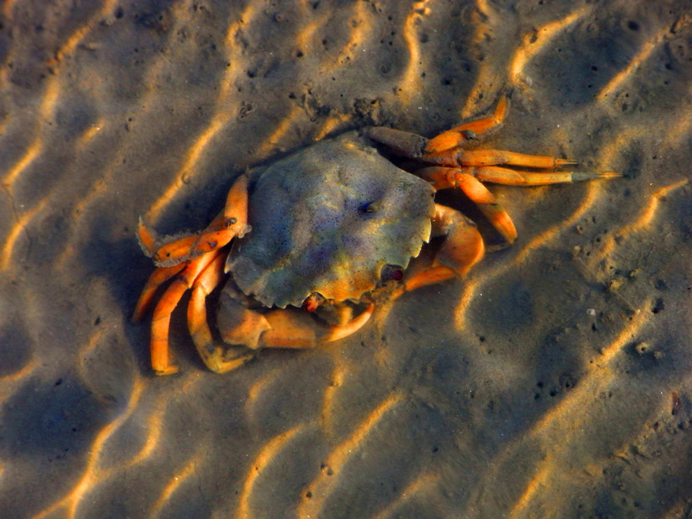 Krebs Foto & Bild tiere, wildlife, krebse Bilder auf