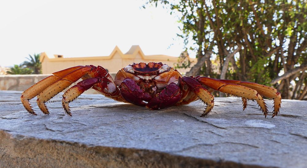 Krebs Foto & Bild tiere, wildlife, krebse Bilder auf