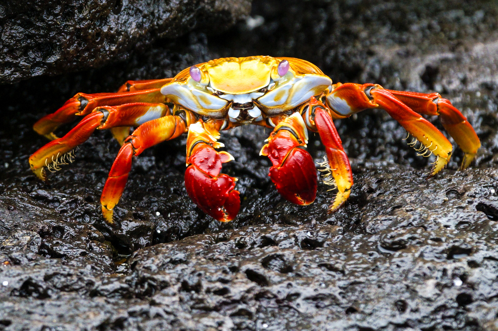 Krebs Galapagos 15 Foto Bild Natur Tiere Galapagos Bilder Auf Fotocommunity