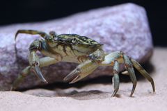 Krebs im Aquarium der Ostsee Erlebniswelt bei Heiligenhafen