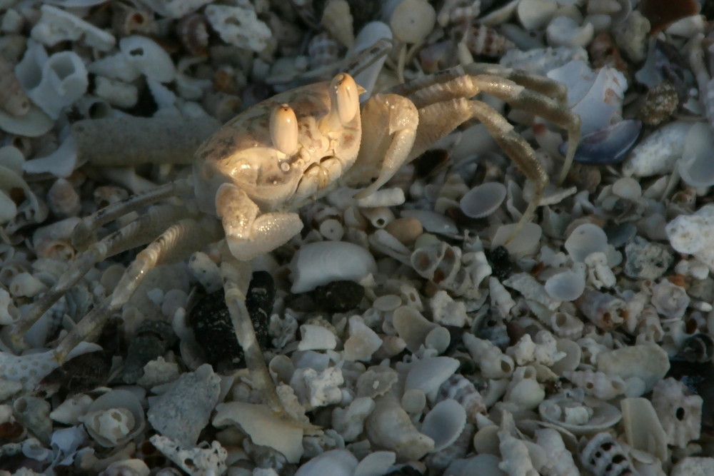 Krebs im Muschelmeer