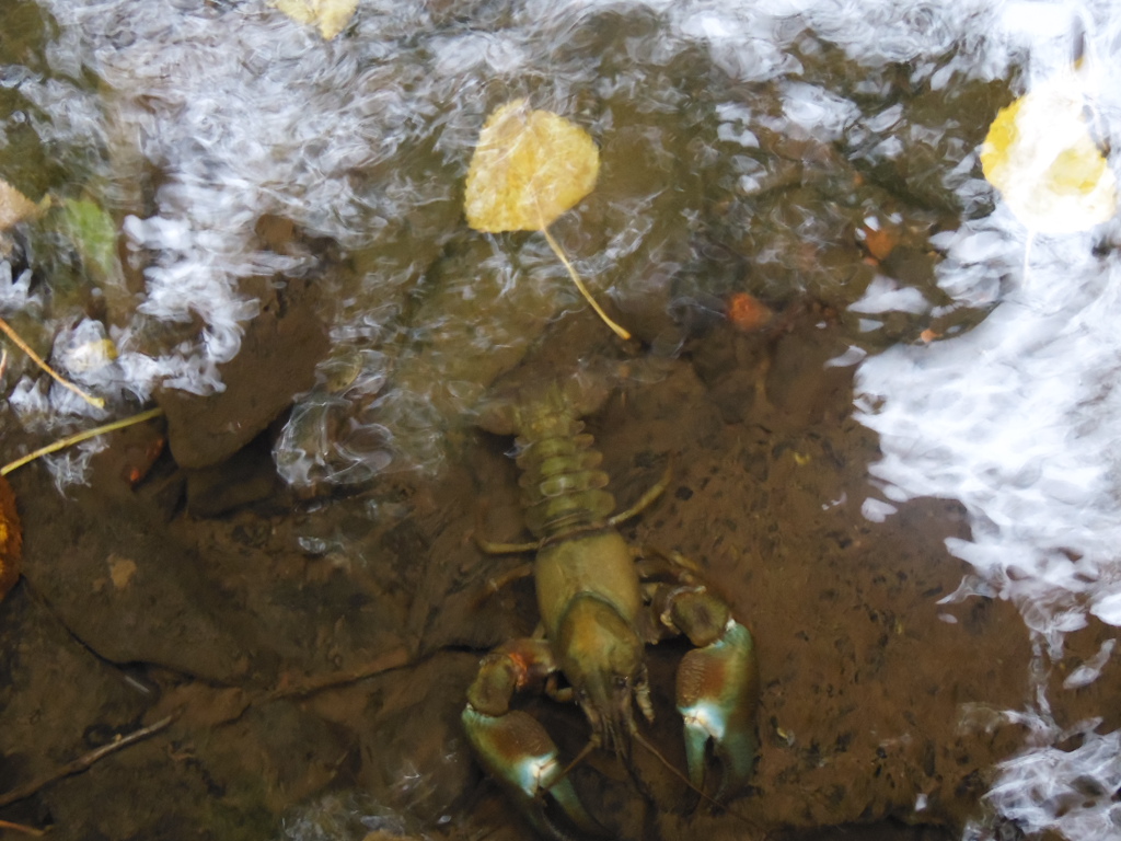 Krebs in der Urft NP Eifel