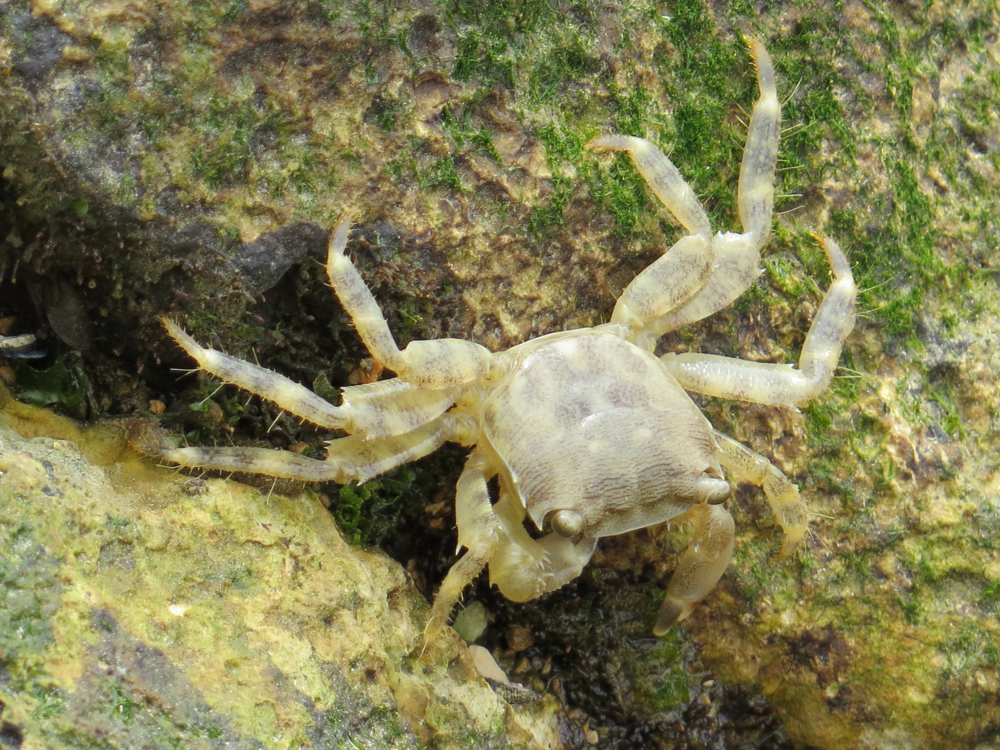 Krebs oder Krabbe, normal oder Albino ?