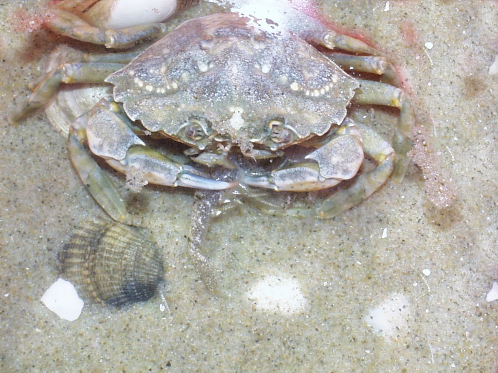Krebs und Krabbe