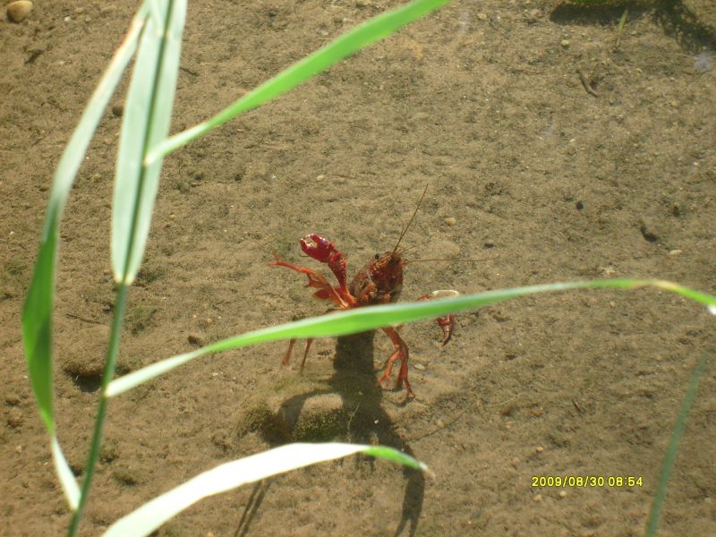 Krebs winkt aus dem Wasser