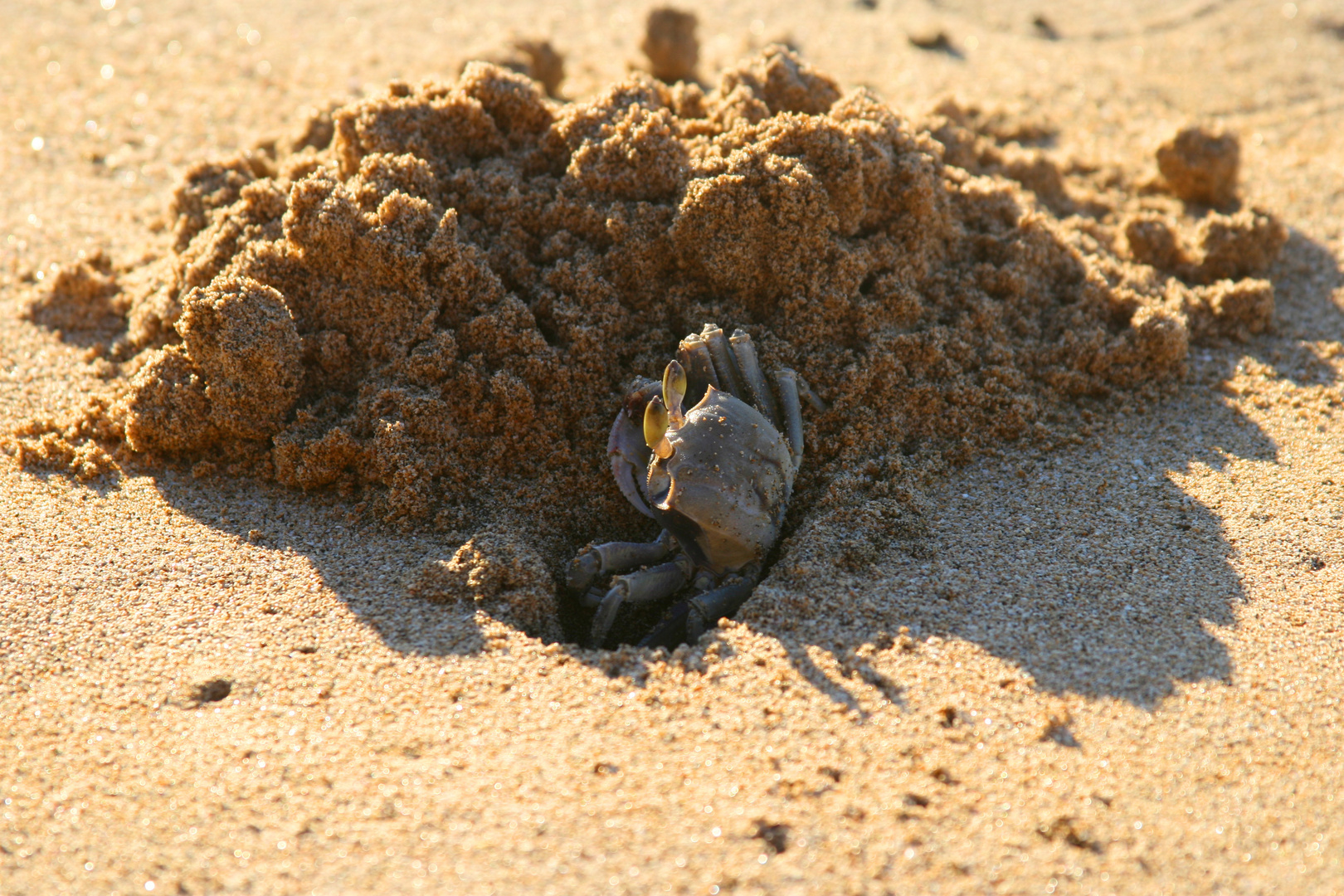 Krebsbeobachtung am Kee Beach