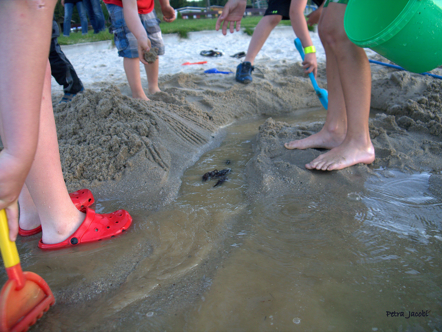 Krebse  an  meinem  Badestrand