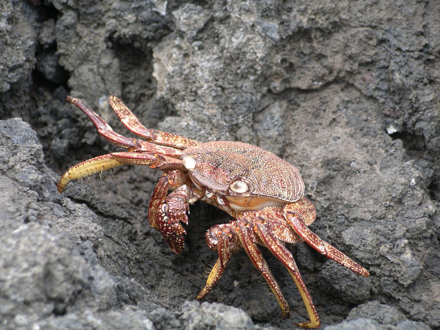 Krebse auf Madeira