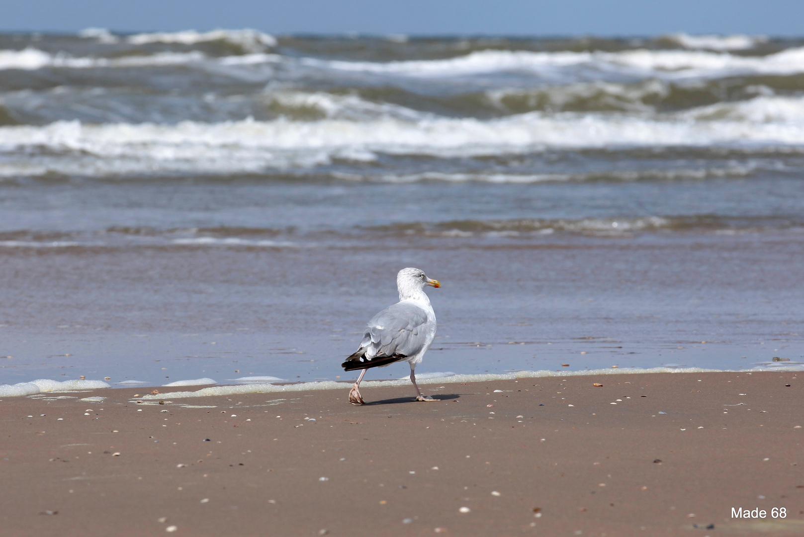 krebse gibts nicht in der luft oder (Strandspaziergang) :-)