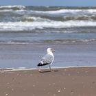 krebse gibts nicht in der luft oder (Strandspaziergang) :-)