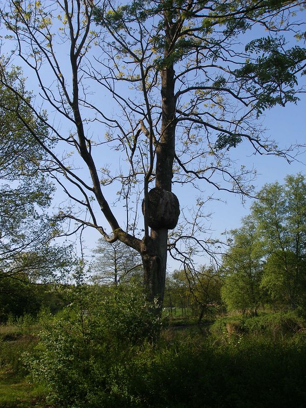 Krebsgeschwür ?