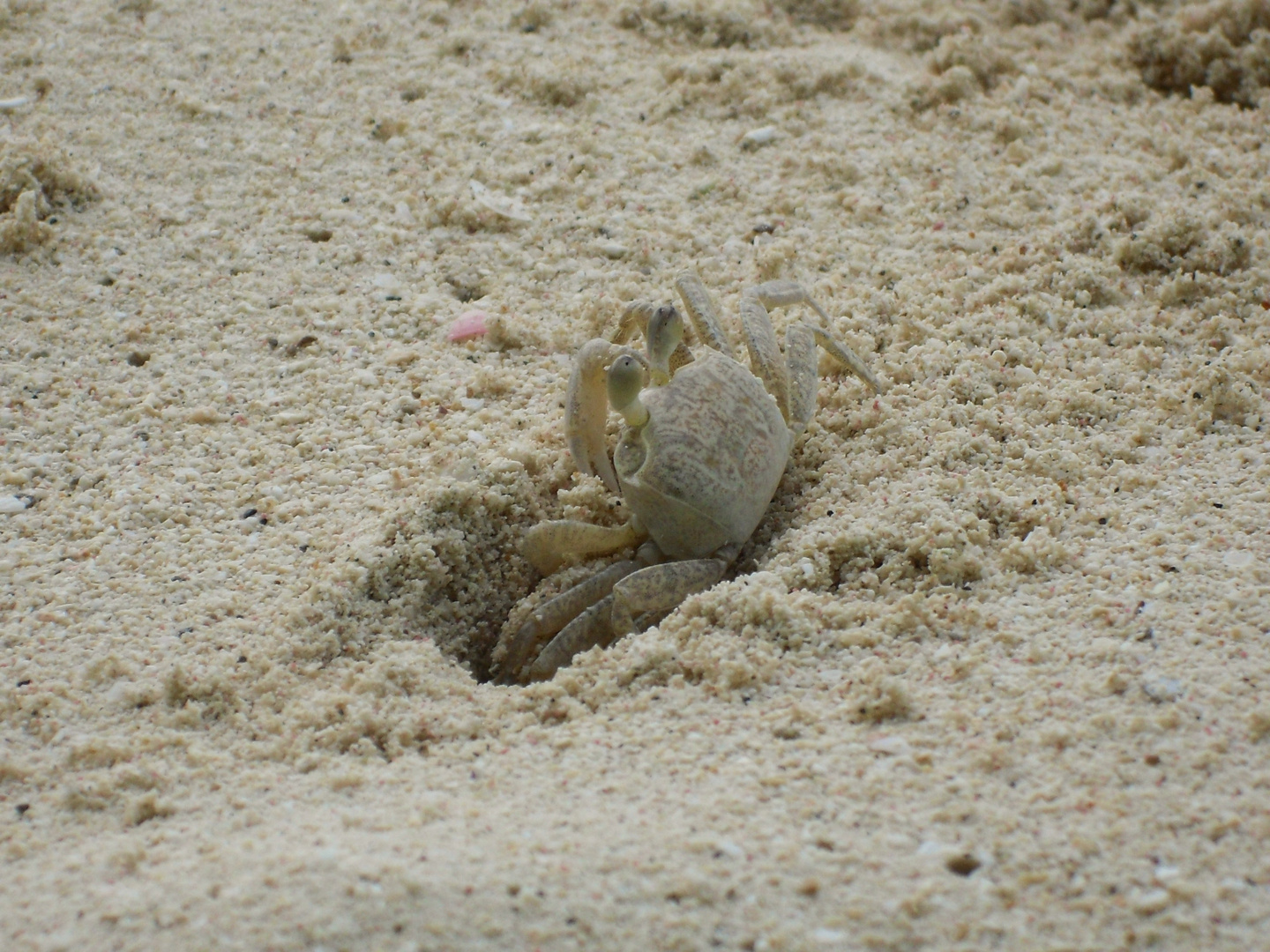 Krebslein ;) Am Strand in der Domrep