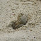 Krebslein ;) Am Strand in der Domrep