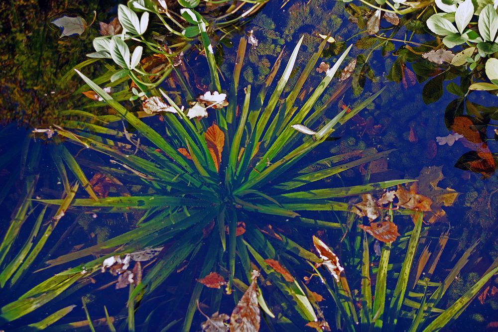 Krebsschere (Stratiotes aloides) Foto & Bild wasser, natur, herbst