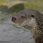 Krefelder Otter