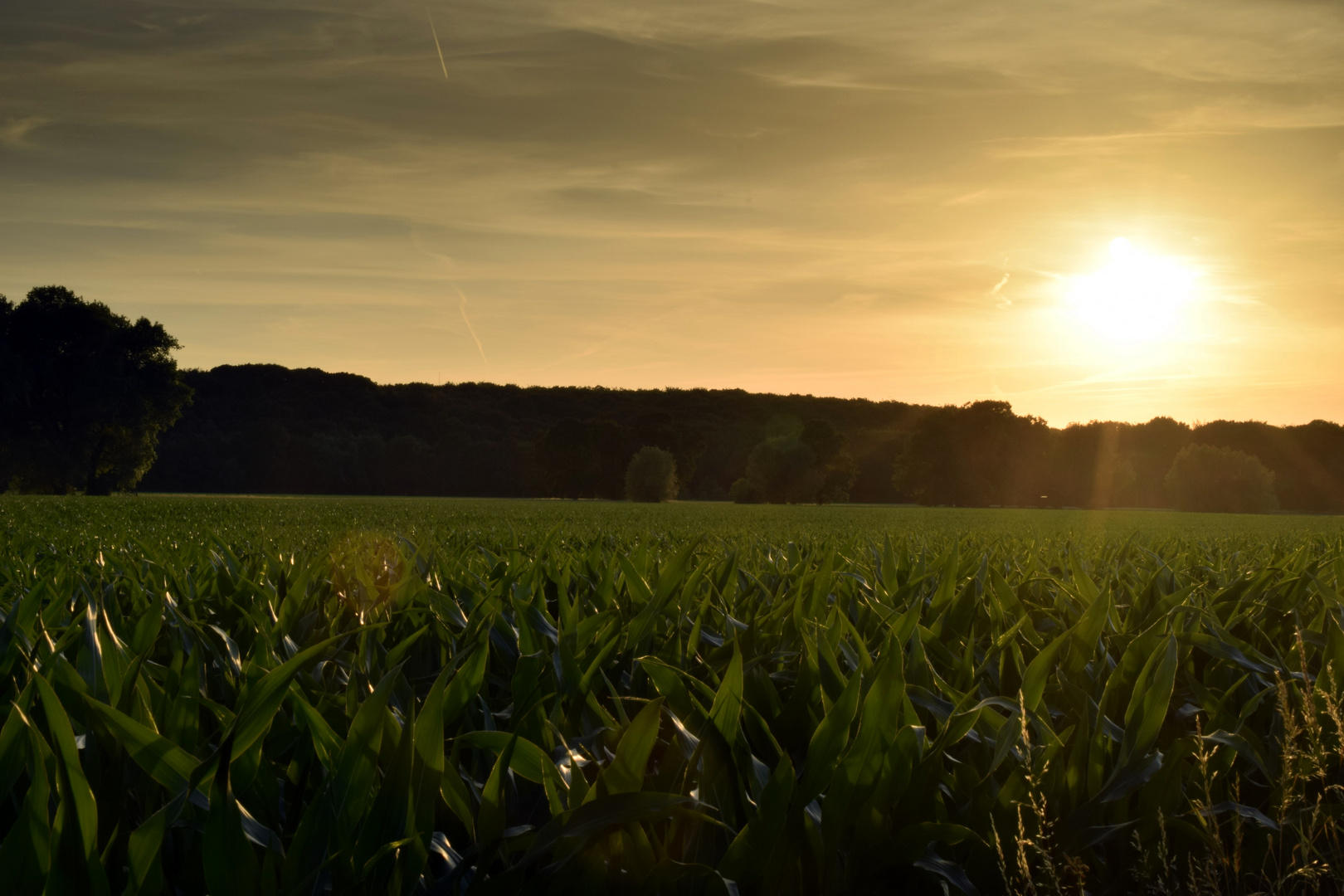 Krefelder Sonnenuntergang