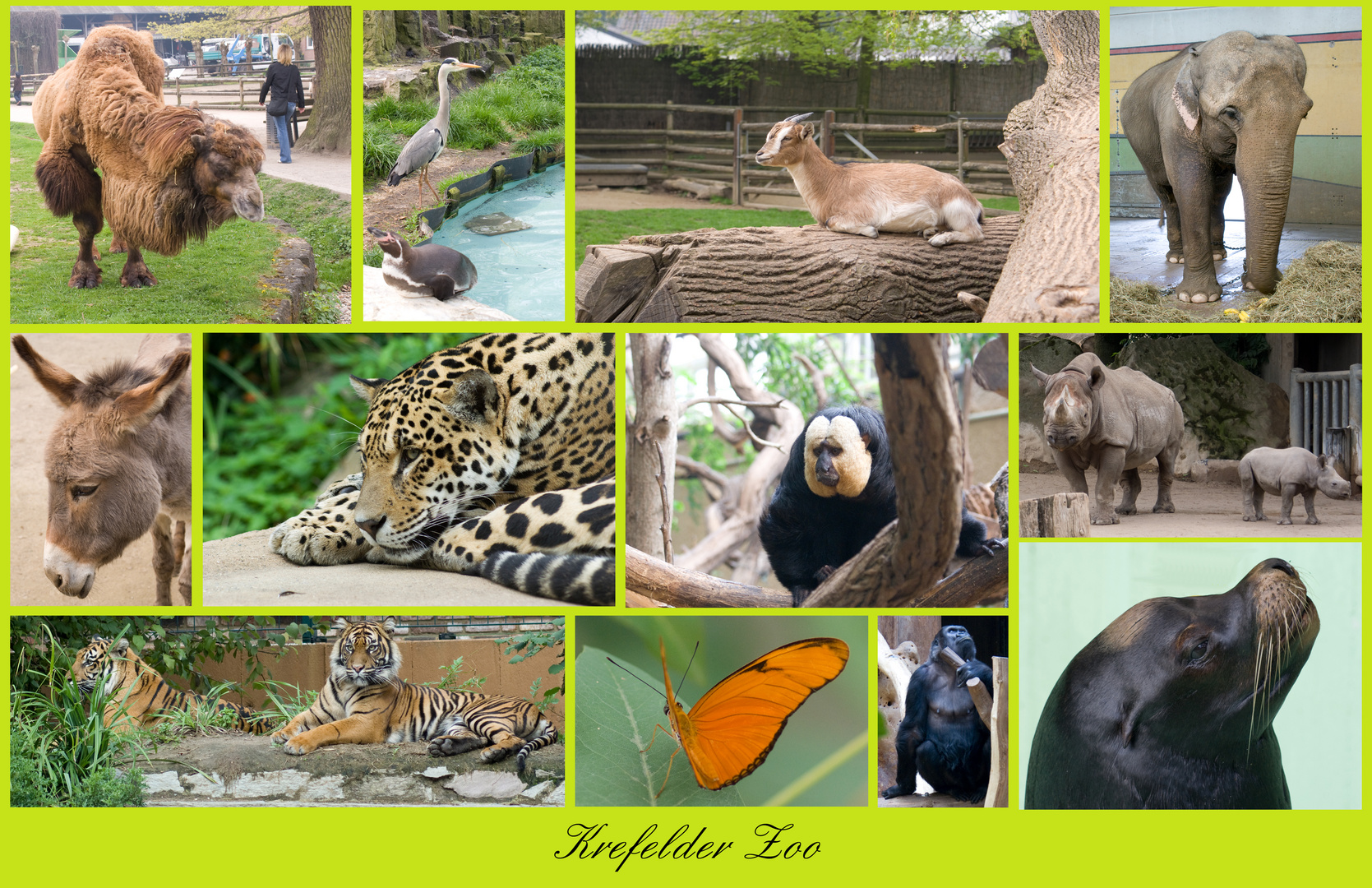 Krefelder Zoo
