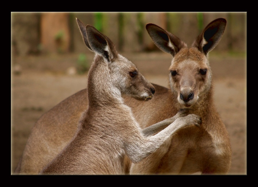 krefelder Zoo