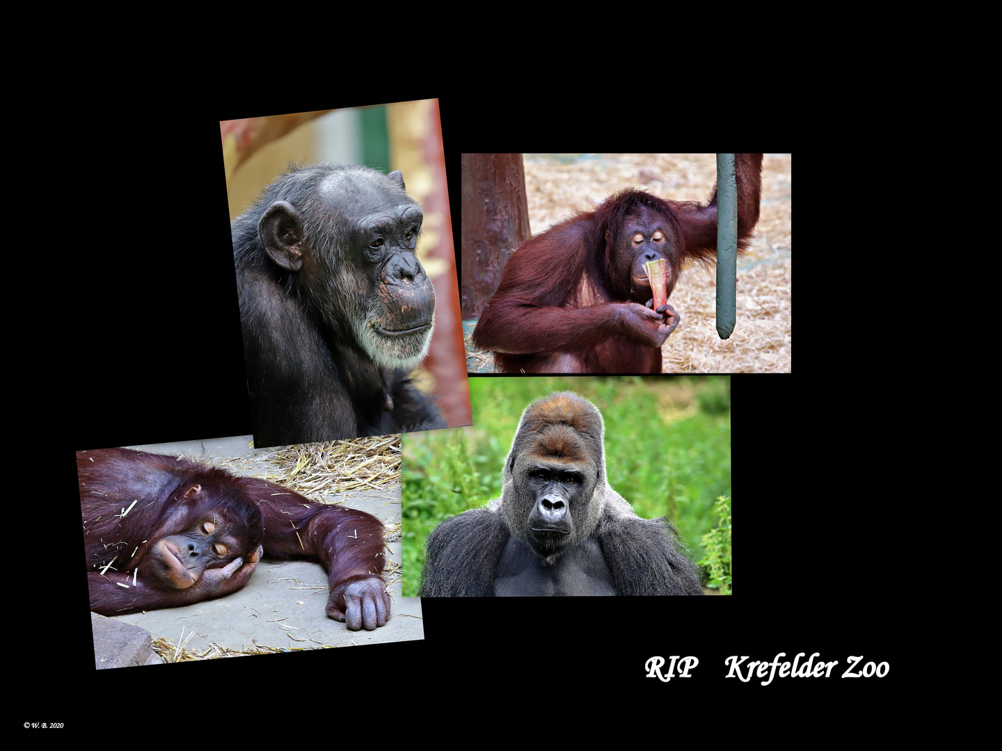 Krefelder Zoo.