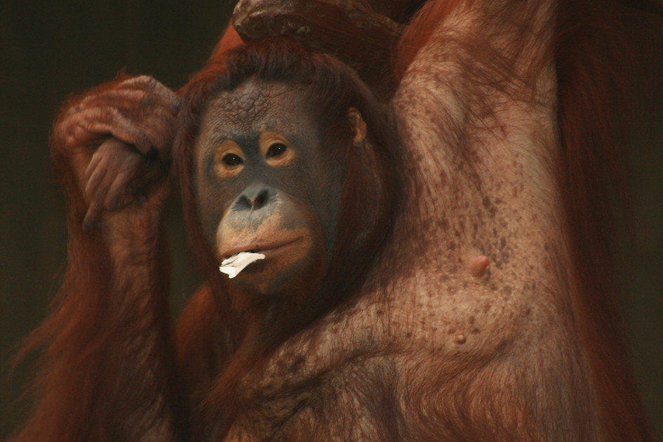 krefelder zoo märz 2008