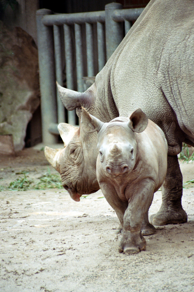 Krefelder Zoo / neuer Nachwuchs bei den Nashörnern