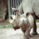 Krefelder Zoo / neuer Nachwuchs bei den Nashörnern