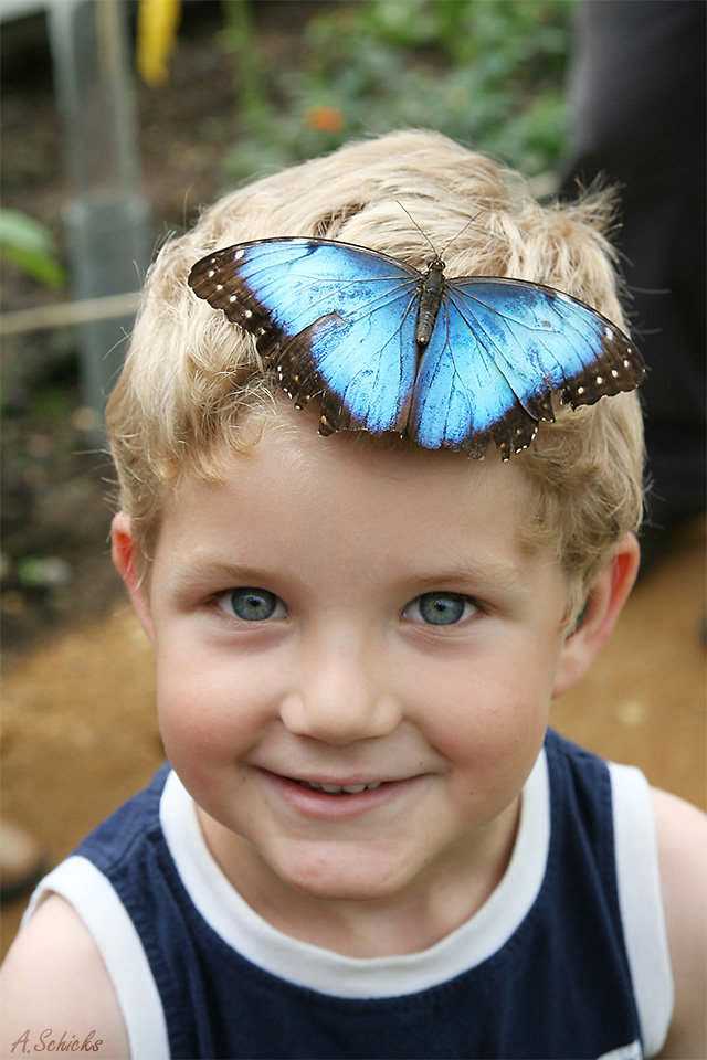 Krefelder Zoo - Schmetterling