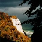 Kreidefelsen auf Rügen