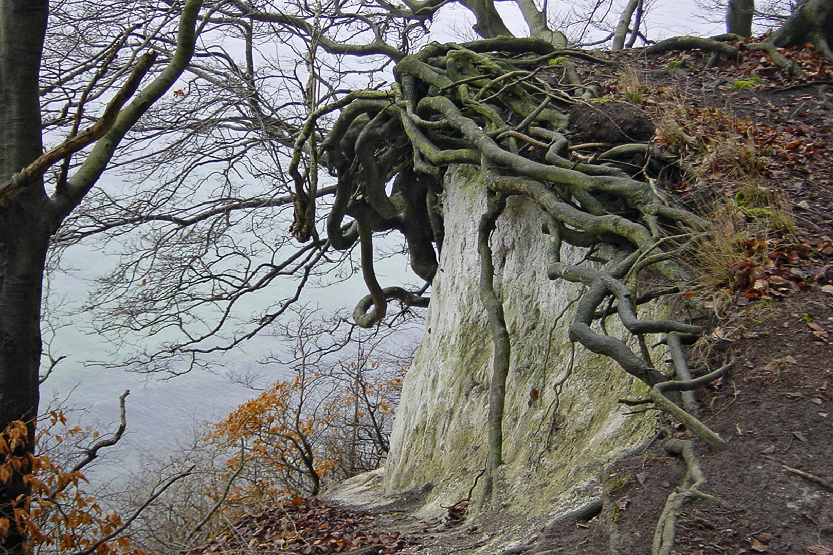 Kreidefelsen auf Rügen