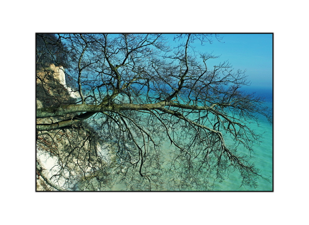 Kreidefelsen auf Rügen II