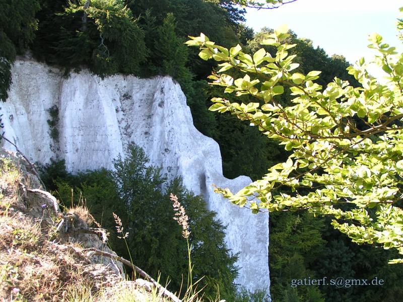 Kreidefelsen auf Rügen (Königsstuhl)