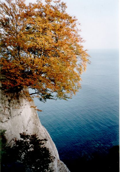 Kreidefelsen Rügen