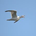 Kreischende Möwe am Himmel